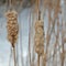 Winter Cattails.