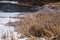 Winter Cattails by a Frozen Lake