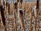 Winter Cattails in Wildlife Area