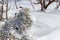 Winter cedar branches covered with snow