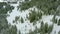 Winter cedar forest in Amden, Switzerland. Ski run in the forest