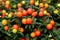 Winter cherry or Jerusalem cherry ornamental plant for Christmas with bright red berries. Solanum Pseudocapsicum