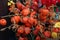 Winter Cherry, physalis peruviana fruits harvest. Physalis flowers.