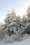 Winter chrismas pine trees