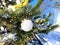 Winter  Christmas green tree  illumination in forest ,white  ball decoration in  snowy forest holiday