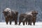 Winter Christmas Image With Brown Bison Family  Aurochs Or Bison Bonasus . Calf With Mom, Covered With Snow Crust.Huge European