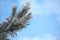 Winter Christmas scenic background with copy space. Frozen pine branch against the blue sky.