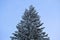 Winter Christmas tree covered with snow on blue sky  background.  Tall tree