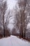 In winter in the city Park Avenue of poplars along the road