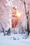 Winter city park landscape. Frosty trees covered with snow in park. Snow falling background.