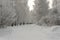 Winter city park in Russia. Trees covered with hoarfrost, severe frosts. The trail in the winter park