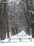 Winter in city park tree avenue alley snow