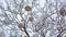 Winter city park tree decorated with big beautiful balls