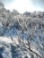 A winter clear day, a rural landscape with a rustic garden cover