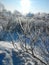 A winter clear day, a rural landscape with a rustic garden covered with snow. frozen branches of trees in rime against blue sky