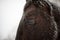 Winter close-up horse portrait
