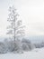 Winter cloudy landscape with frost on branches of a tree