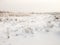 Winter cloudy landscape with frost on canes and branches of shrubs