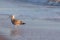 Winter coastal nature. Juvenile gull in winter plumage standing