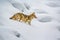 Winter coated coyote crawls through deep Yellowstone snow