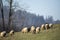 Winter coated sheep grazing on a hill