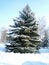 Winter color spruce green cold scale snow