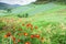 Winter colorful, blooming daisy in a valley, various colors of paper daisy are in bloom, blur green meadow and mountains