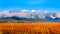 Winter colors of the blueberry fields in Pitt Polder near Maple Ridge in the Fraser Valley of British Columbia, Canada