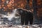 Winter Is Coming: Sunny Cold Autumn Morning In Mountains And Big Brown Bear Standing Sideways And Steam Coming Out Of Its Jaws. Br