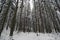 Winter coniferous forest