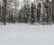 Winter coniferous forest in January.