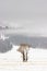 Winter Cottonwoods, Yellowstone