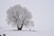 Winter in the country, snow-covered alone tree