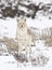 Winter Coyote