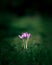 Winter crocus isolated in a dark corner.