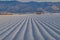 Winter Crop Furrows