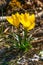 Winter Daffodil sternbergia lutea growing wild in Sicily, Ital