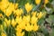 Winter daffodil Sternbergia lutea, yellow flowers, wild habitat