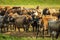 Winter Dairy Herd Feeding Funny