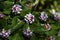 Winter daphne flowers