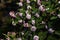 Winter daphne flowers