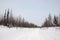 Winter day and frosty landskape from North. Naked trees, pines and white snow