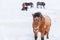 On a winter day the horse standing on the snowy pasture stares straight ahead.