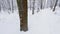 Winter deciduous forest after snowfall in overcast day