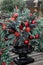 Winter decor. Beautiful arrangement of christmas tree red balls, cones, natural spruce branches for indoor outdoor festive