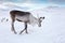 Winter deer in frozen desert of Siberia