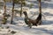 Winter display on snow male Capercaillie - Tetrao urogallus - pine forest in Norway