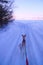 Winter Dog Wilderness Canicross Sled dog Snow Hiking Outdoor Sports Activity, Canada, North America, Arctic, Nordic, North, Musher