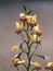 Winter Donkey Orchid Diuris brumalis, Perth, Australia