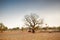 Winter in the dry semi-deciduous forests of India